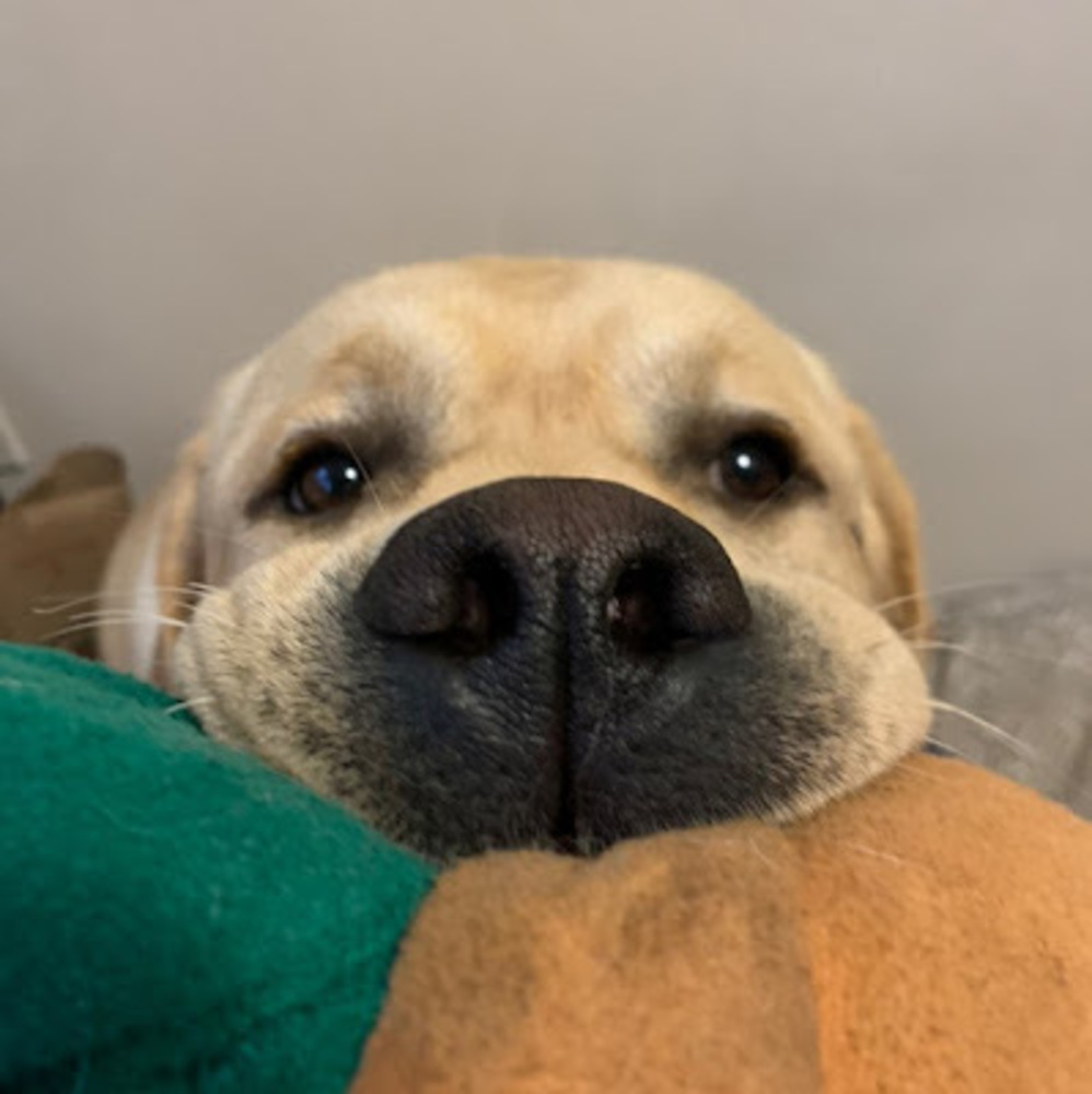 Meet your Posher, Bailee